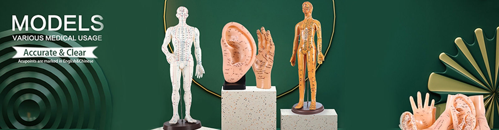 Modelo del cuerpo de la acupuntura