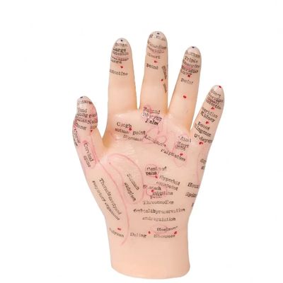 Articulaciones flexibles para posicionamiento realista Modelo de cuerpo de acupuntura para aplicaciones de capacitación y educación