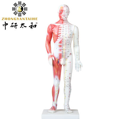 Modelo chino With Muscles del cuerpo de la acupuntura los 60/85/170cm