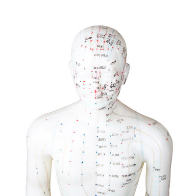 certificado masculino de Human Body GMP del modelo de la acupuntura del punto de los 50cm