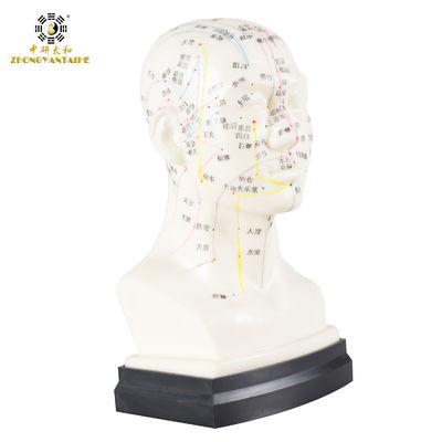 calidad  Eco Friendly 20cm Head Acupuncture Body Model Without Effusion Liquid Fábrica