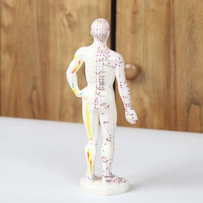 Modelo de cuerpo de meridiano de acupuntura realista con caja de transporte