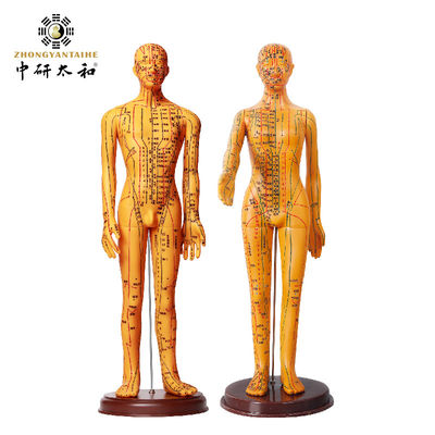 Articulaciones flexibles para posicionamiento realista Modelo de acupuntura Aparato de medicina china diseñado para mejorar el aprendizaje y la precisión de la práctica