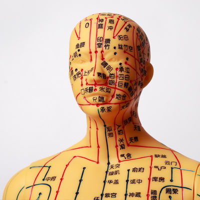 Modelo de acupuntura con articulaciones flexibles para aprender la estructura corporal