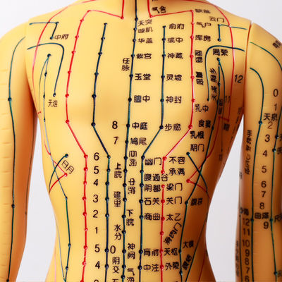 Modelo de acupuntura con articulaciones flexibles para aprender la estructura corporal