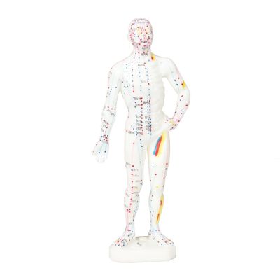Apariencia realista Modelo de acupuntura Representación detallada y realista del cuerpo humano Aproximadamente 5 kg de peso
