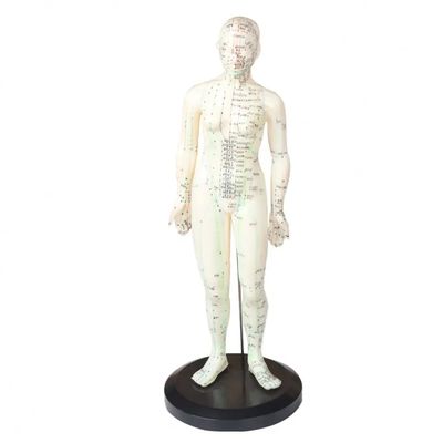 Modelo de cuerpo de acupuntura portátil ligero y fácil de transportar Componentes incluidos Agujas de acupuntura Aparatos de medicina china