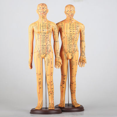 Gráfico de Meridianos Incluido Modelo de Cuerpo de Acupuntura Aproximadamente 5kg Versátil para Diferentes Técnicas