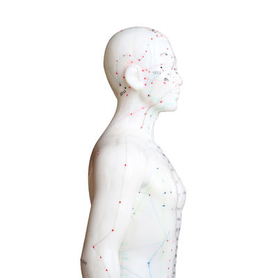 Modelo de cuerpo de técnicas de acupuntura variadas que pesa aproximadamente 5 kg